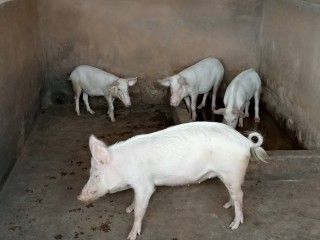 Ferme Agropastorals Wade Avo