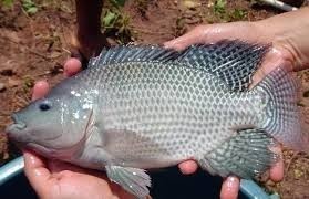 royal-fish-benin-big-1