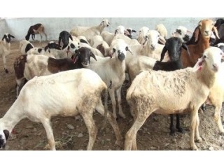 Ferme agro-pastoral PAHODESE