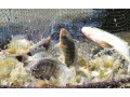 clarotilapia-small-0