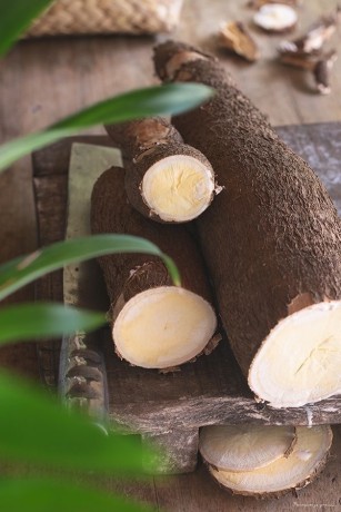 manioc-big-0