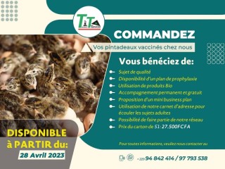 PRODUCTION DE PINTADEAUX VACCINÉS