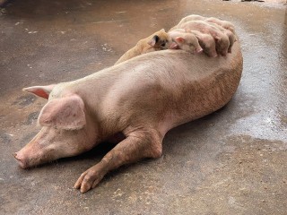 Viande de Porc Edenia Eden Bio Farm