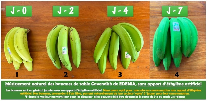 banane-de-table-cavendish-big-0