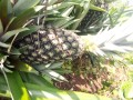 ananas-pain-de-sucre-fenacopab-un-gout-une-qualite-exceptionnelle-une-seule-origine-small-1