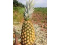 ananas-pain-de-sucre-fenacopab-un-gout-une-qualite-exceptionnelle-une-seule-origine-small-2