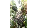 ananas-pain-de-sucre-fenacopab-un-gout-une-qualite-exceptionnelle-une-seule-origine-small-0