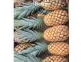 ananas-pain-de-sucre-fenacopab-un-gout-une-qualite-exceptionnelle-une-seule-origine-small-3