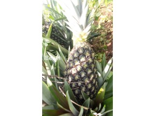 Ananas pain de sucre (FENACOPAB), un goût, une qualité exceptionnelle, une seule origine