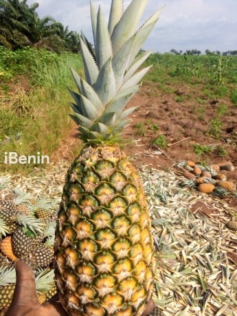 ananas-pain-de-sucre-fenacopab-un-gout-une-qualite-exceptionnelle-une-seule-origine-big-2