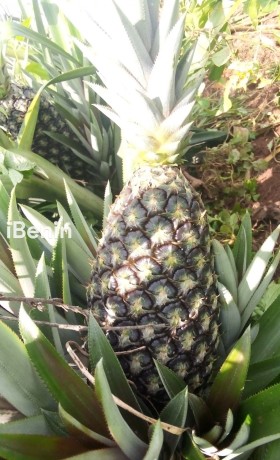 ananas-pain-de-sucre-fenacopab-un-gout-une-qualite-exceptionnelle-une-seule-origine-big-0