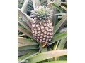 ananas-fruits-frais-de-la-fenacopab-un-gout-une-qualite-exceptionnelle-une-seule-origine-small-1