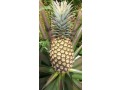 ananas-fruits-frais-de-la-fenacopab-un-gout-une-qualite-exceptionnelle-une-seule-origine-small-2