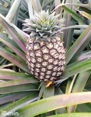 ananas-fruits-frais-de-la-fenacopab-un-gout-une-qualite-exceptionnelle-une-seule-origine-big-1