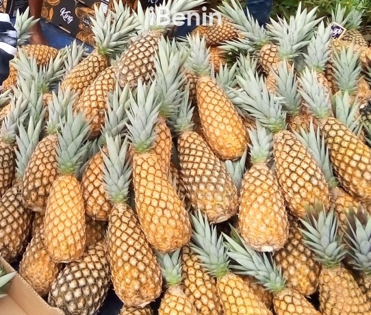 ananas-fruits-frais-de-la-fenacopab-un-gout-une-qualite-exceptionnelle-une-seule-origine-big-0