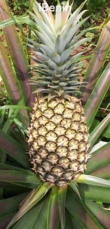 ananas-fruits-frais-de-la-fenacopab-un-gout-une-qualite-exceptionnelle-une-seule-origine-big-2